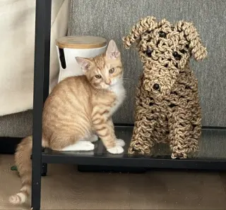 Kitten Weeble