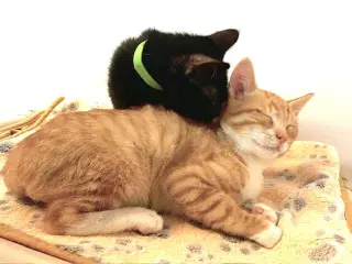 Kitten Weeble