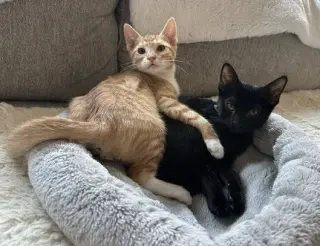 Kitten Weeble