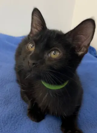 Kitten Xochi