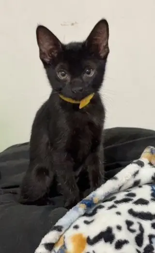 Kitten Xochi
