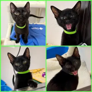Kitten Xochi