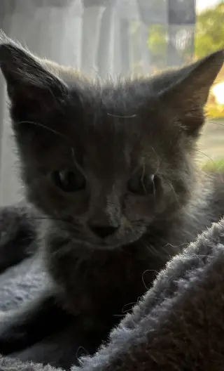 Houdini