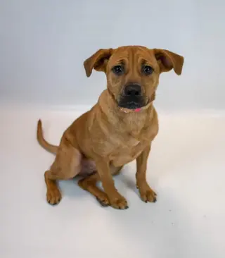 Tonya