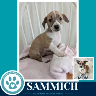 Sammich (Betty's Babble Bunch) 070126