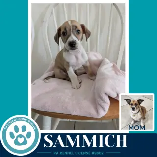 Sammich (Betty's Babble Bunch) 070126