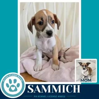 Sammich (Betty's Babble Bunch) 070126