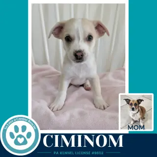 Ciminom (Betty's Babble Bunch) 070126