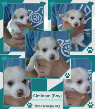 Ciminom (Betty's Babble Bunch) 070126