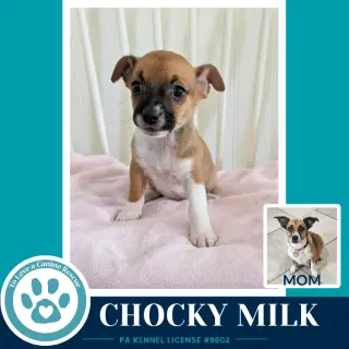 Chocky Milk (Betty's Babble Bunch) 070126