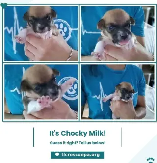 Chocky Milk (Betty's Babble Bunch) 070126