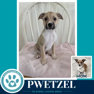 Pwetzel (Betty's Babble Bunch) 070126