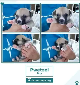 Pwetzel (Betty's Babble Bunch) 070126