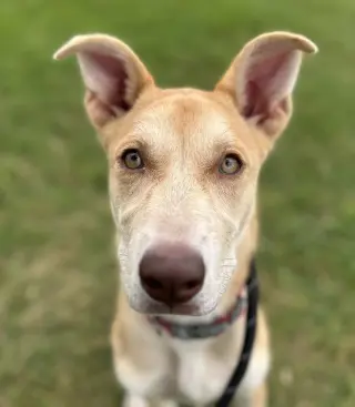 Bambi (Malla)
