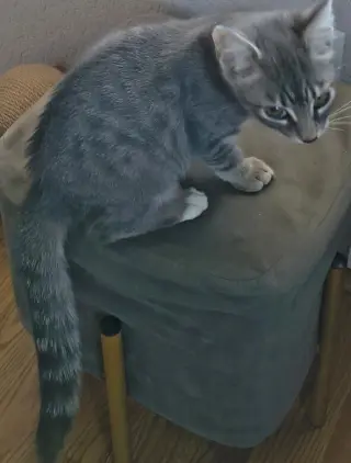 Luciano