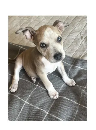 Dolly