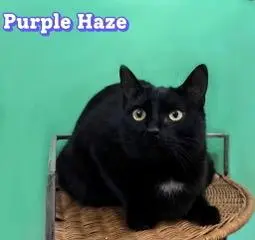 PURPLE HAZE
