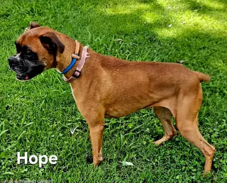 HOPE