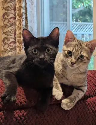Lily Pad (bonded w/ Daisy Skye)