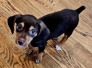 PUPPY GANACHE