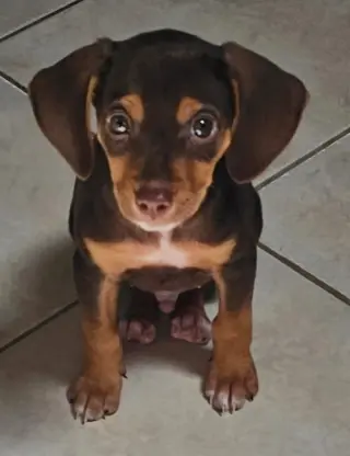 PUPPY GANACHE