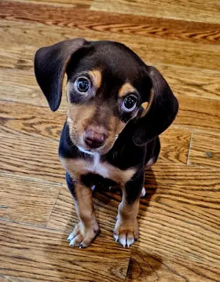 PUPPY GANACHE