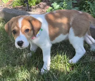 PUPPY MAXINE