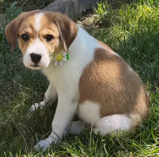PUPPY MAXINE