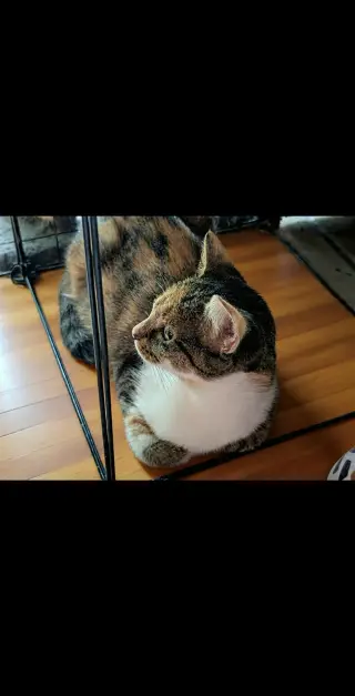Catriona