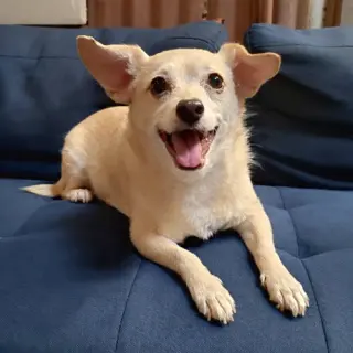 Archie