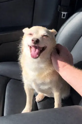 Archie