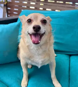 Archie