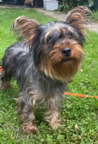 Daisy