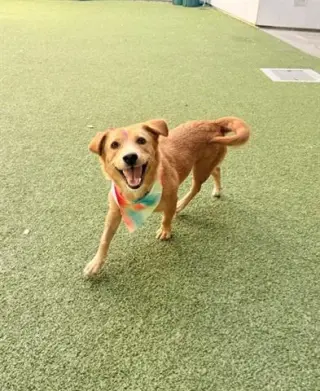 DARLA