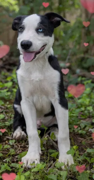 PUPPY RICHIE
