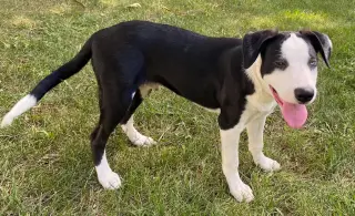 PUPPY RICHIE
