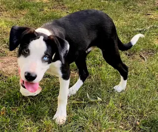 PUPPY RICHIE