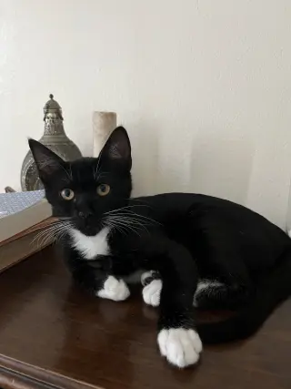 Luna (Courtesy Post)