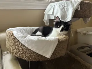Blaze (Courtesy Post)
