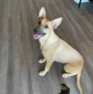 MOMMA DOG