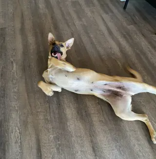 MOMMA DOG