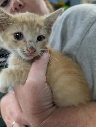 Romeo - Not at shelter (Ellie)