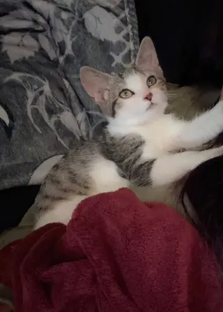 Tristen 1