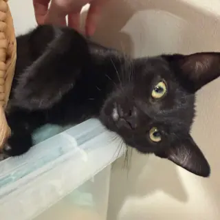 Benji