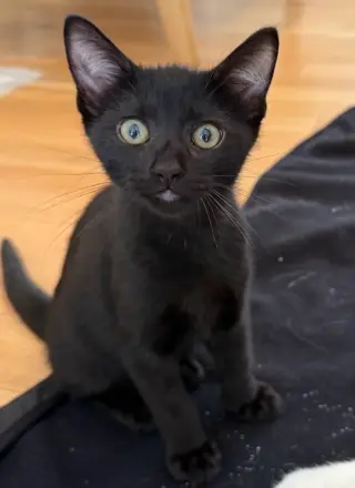 Benji