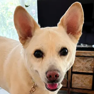 OoYoo - Foster or Adopt Me!