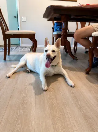 OoYoo - Foster or Adopt Me!