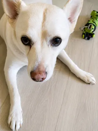 OoYoo - Foster or Adopt Me!