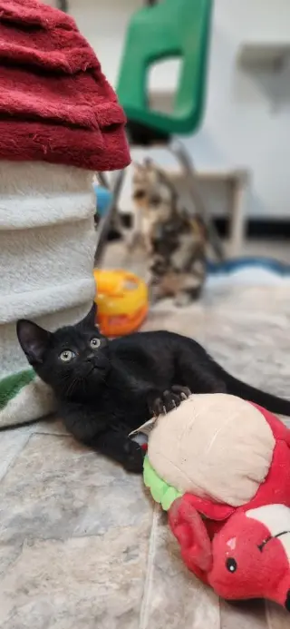 Kitten 27911 (Dot)