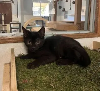 Kitten 27911 (Dot)
